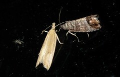 Bactra noteraula