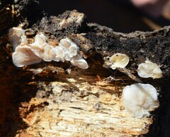 Clitopilus hobsonii