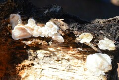 Clitopilus hobsonii