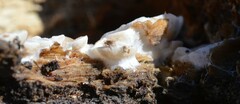 Clitopilus hobsonii