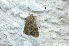 Polyphaenis sericata