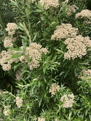 Ozothamnus ferrugineus