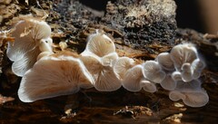 Clitopilus hobsonii