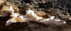 Clitopilus hobsonii