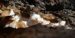 Clitopilus hobsonii