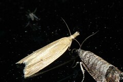Bactra noteraula
