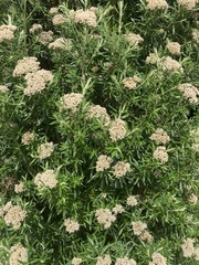 Ozothamnus ferrugineus