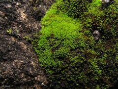 Pseudocrossidium revolutum