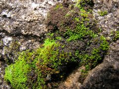 Pseudocrossidium revolutum