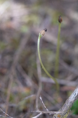 Corybas cheesemanii