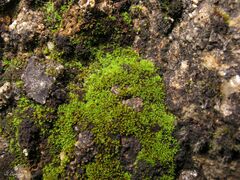 Pseudocrossidium revolutum