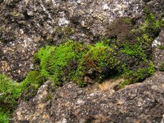 Pseudocrossidium revolutum