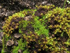 Pseudocrossidium revolutum