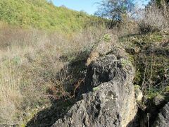 Pseudocrossidium revolutum