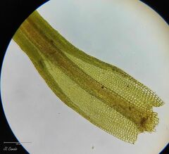 Pseudocrossidium revolutum