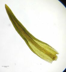 Pseudocrossidium revolutum