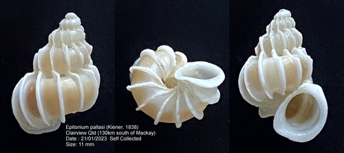 Epitonium pallasi observed 2023-01-21
