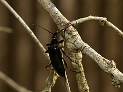 Alleculina