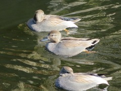 Mareca strepera strepera