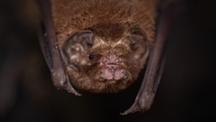 Mormoops megalophylla