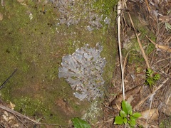 Pseudocyphellaria dissimilis