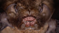 Mormoops megalophylla