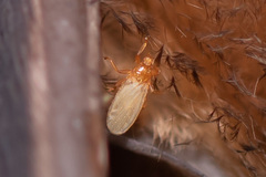 Hippoboscoidea