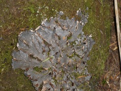 Pseudocyphellaria dissimilis