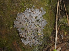 Pseudocyphellaria dissimilis