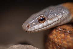 Pantherophis bairdi