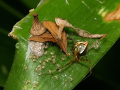 Theridion pyramidale