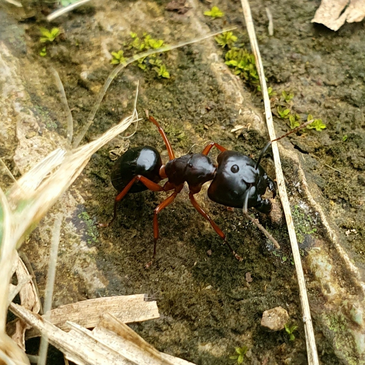 Camponotus siemsseni