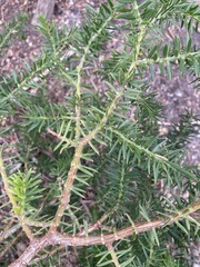 Acacia verticillata