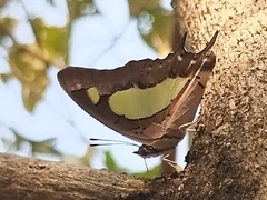 Polyura agraria