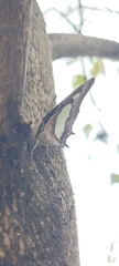 Polyura agraria
