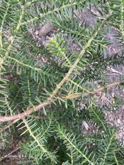 Acacia verticillata