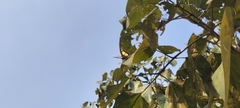 Polyura agraria