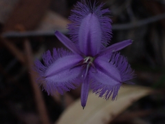 Thysanotus tuberosus