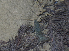 Cherax quadricarinatus