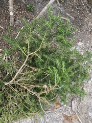 Acacia verticillata