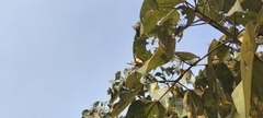 Polyura agraria