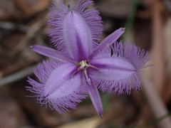 Thysanotus tuberosus
