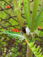 Cercopis intermedia