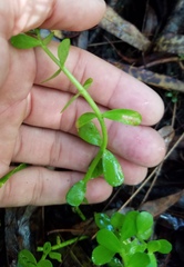 Bacopa monnieri image