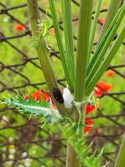 Cercopis intermedia