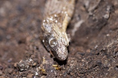 Pantherophis bairdi