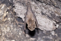 Mormoops megalophylla