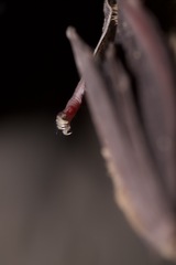 Mormoops megalophylla