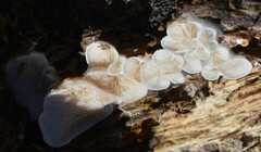 Clitopilus hobsonii
