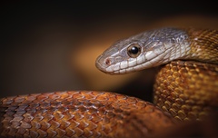 Pantherophis bairdi